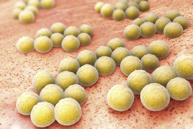 Gronkowiec złocisty (Staphylococcus aureus)