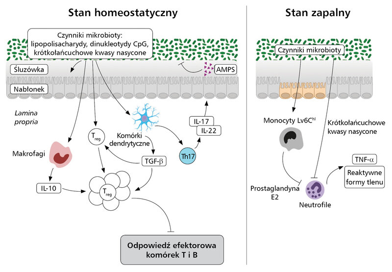 Rycina 2. Regulacja odpowiedzi immunologicznej przez mikrobiotę w stanie homeostazy polega na stymulowaniu limfocytów T regulatorowych poprzez produkty metabolizmu mikroorganizmów wykrywane przez komórki dendrytyczne, makrofagi i komórki T. Podczas stanu zapalnego mikroorganizmy odgrywają istotną rolę w nawigowaniu reakcjami komórek układu odpornościowego