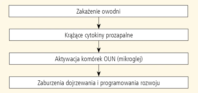 Rycina 1. Skutek zmian zapalnych w rozwijającym się mózgu.