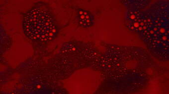 Gettyimages 2059179577 612x612